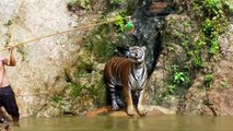 Thailand's infamous Tiger Temple fights to keep big cats