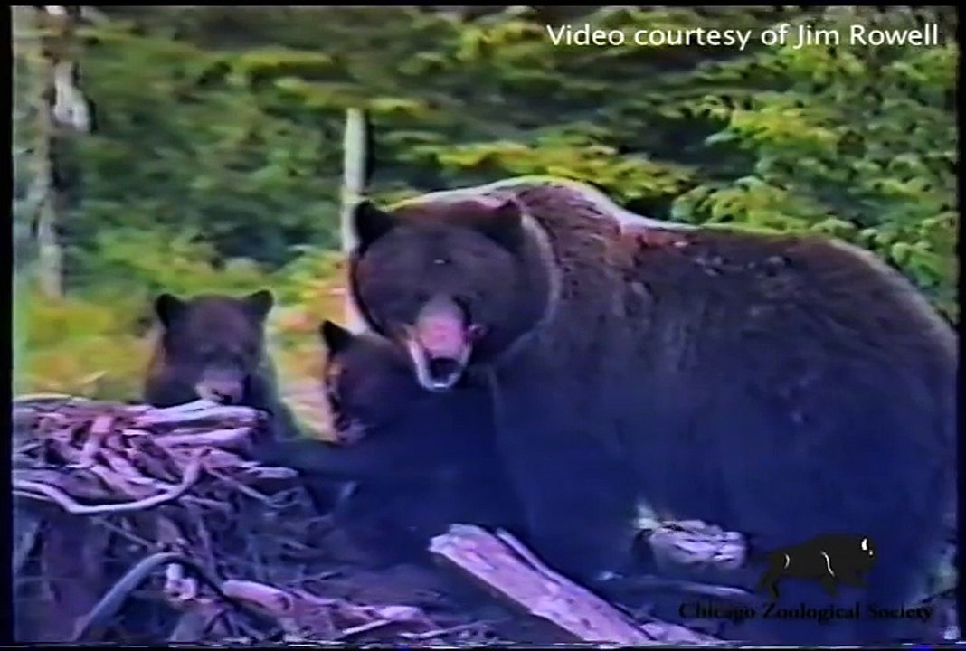 Grizzly Bears at Brookfield Zoo Celebrate 20th Birthday