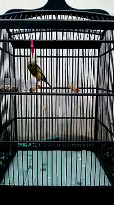 Nganjuk Bird Colection  (10)