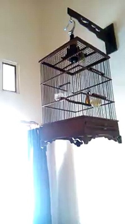 Nganjuk Bird Colection  (14)