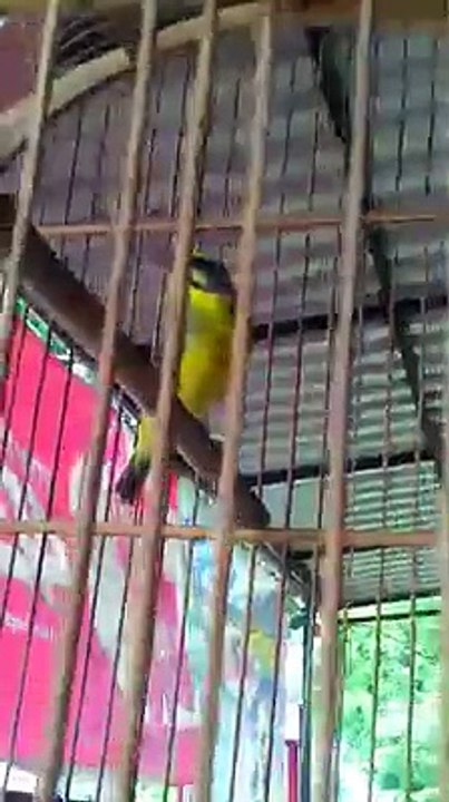 Nganjuk Bird Colection  (22)