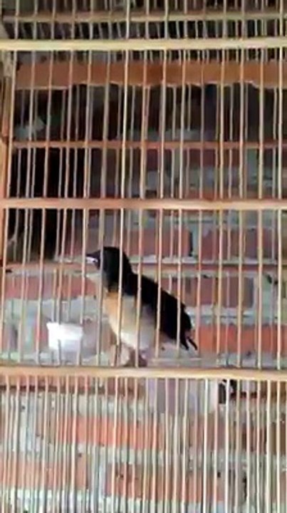 Nganjuk Bird Colection  (23)