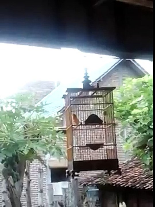 Nganjuk Bird Colection  (44)