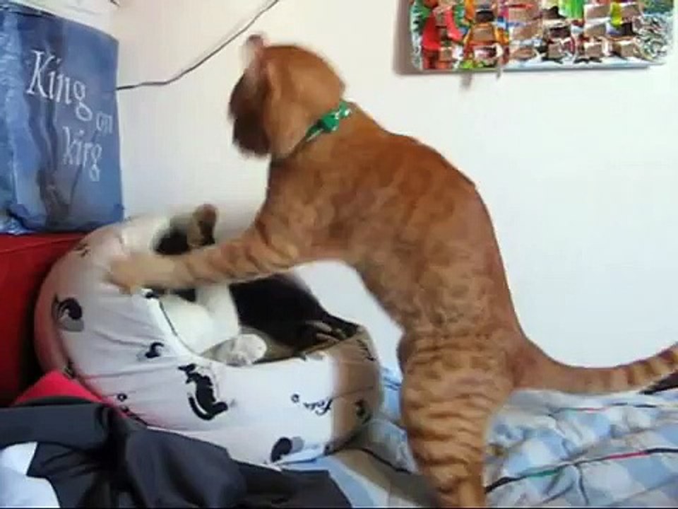 Cat Fight: funny as hell!!