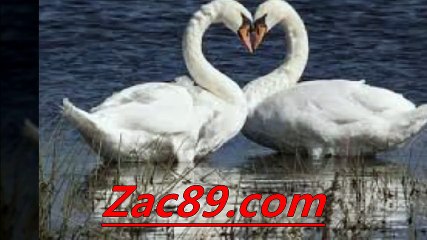 유료픽 「→↑←」  Ｚａｃ８９．cｏｍ 「→↑←」  사설토토 사설사이트