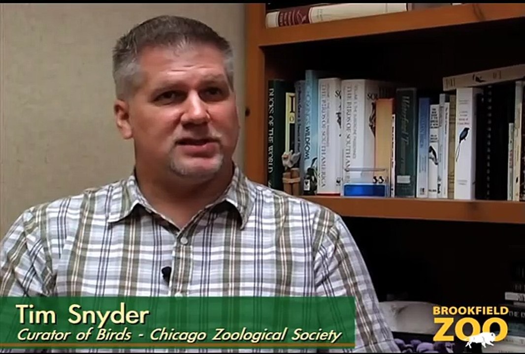 Pepe Penguin Greets Guests at Brookfield Zoo