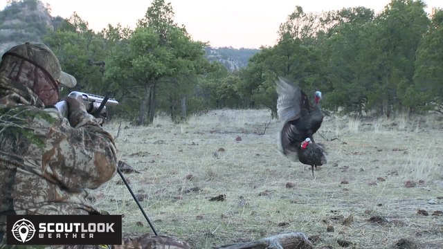 Hunting Gould's Turkeys in Mexico