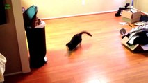 Funny Cats Sliding on Wood Floors Compilation 2013