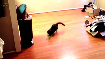 Funny Cats Sliding on Wood Floors Compilation 2013