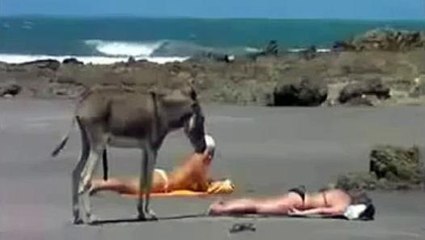 Burro cogiendo a mujer peladita