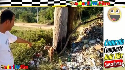 Mężczyzna ratuje umierające zwierzęta z ulicy - Cały wideo Lektor PL 29
