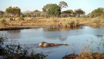 National Geographic Animales Silvestres del Cocodrilo Documental [natgeotv] - 2016