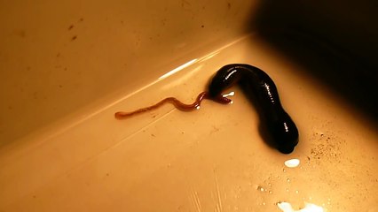 Leech Eats Worm