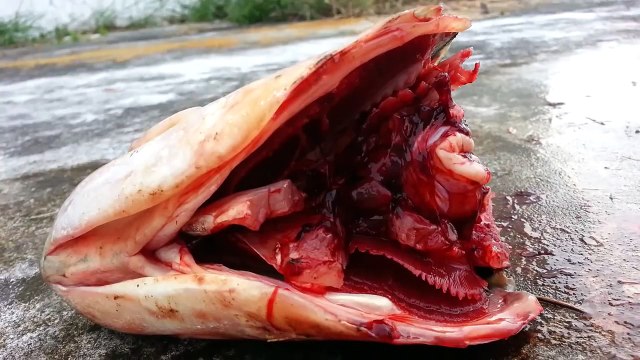Trova la testa di un pesca in spiaggia.. Quello che accade dopo è da brividi.. Guarda!