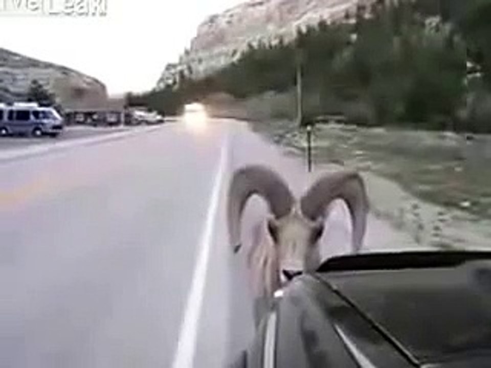 Funny Goat