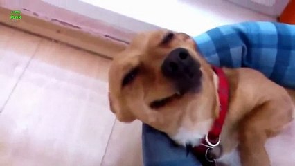 Funny Dogs Smiling Compilation 2014