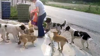 La meute d'Adina (meute du père de Charly Second)