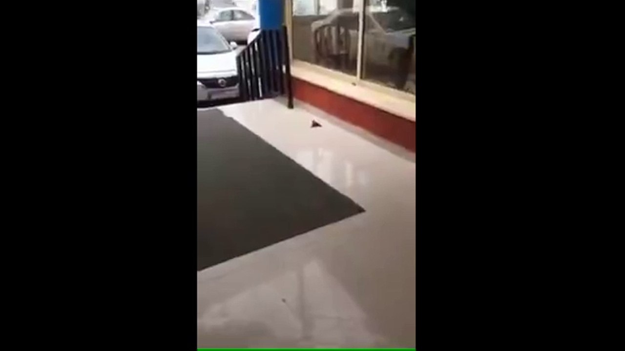 Un oiseau sauve son ami en lui faisant du "bec à bec" ...