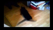 Funny Videos Funny Cats funny animals Funny Animal Videos 2016