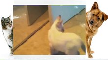 Funny Cats, Funny Cats Video, Funny Cat Videos, Funny Animals 2014