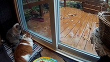 Funny Cat and Squirrel At The Window