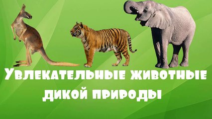 Увлекательные животные. Зверята и их родители. Развивающий мультфильм по системе Монтессори