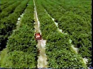 Burt Reynolds and Dad Orange Juice Commercial