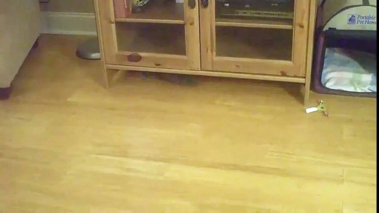 Funny Videos 2014 - Funny Cats Video - Funny Cat Videos Ever - Funny Animals Funny Fails 2014 (3)