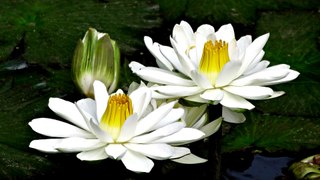 1 HOUR of Relaxing Zen Meditation Music  Calming White Lotus, Peaceful, Gentle, Serene