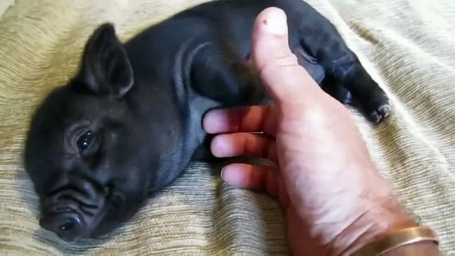 Милые домашние свинки. (Mini Pig)
