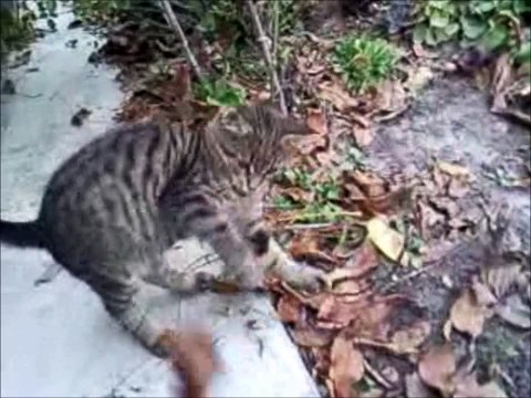 HD Резвый КотЭ боксирует как Майк Тайсон)