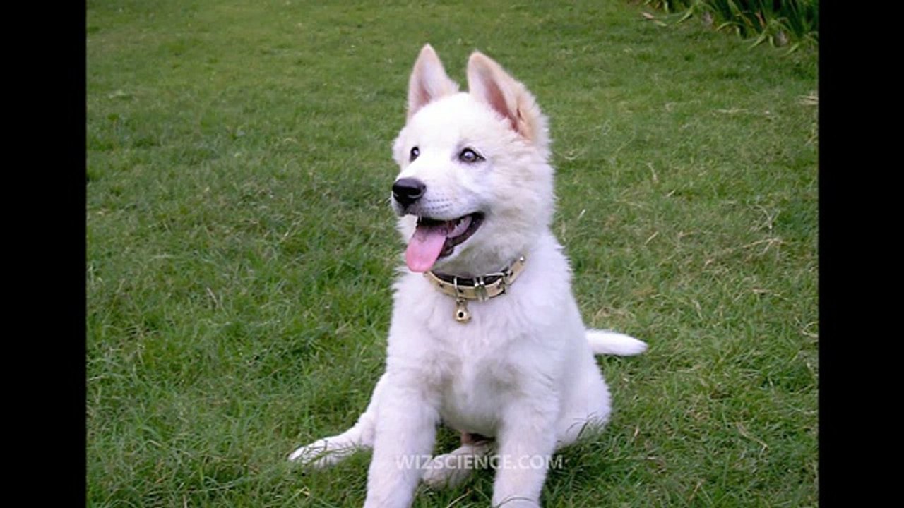 Kintamani (dog) - Video Learning - WizScience.com