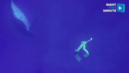 Free Diver Swims With Whale and Gets a Free Concert