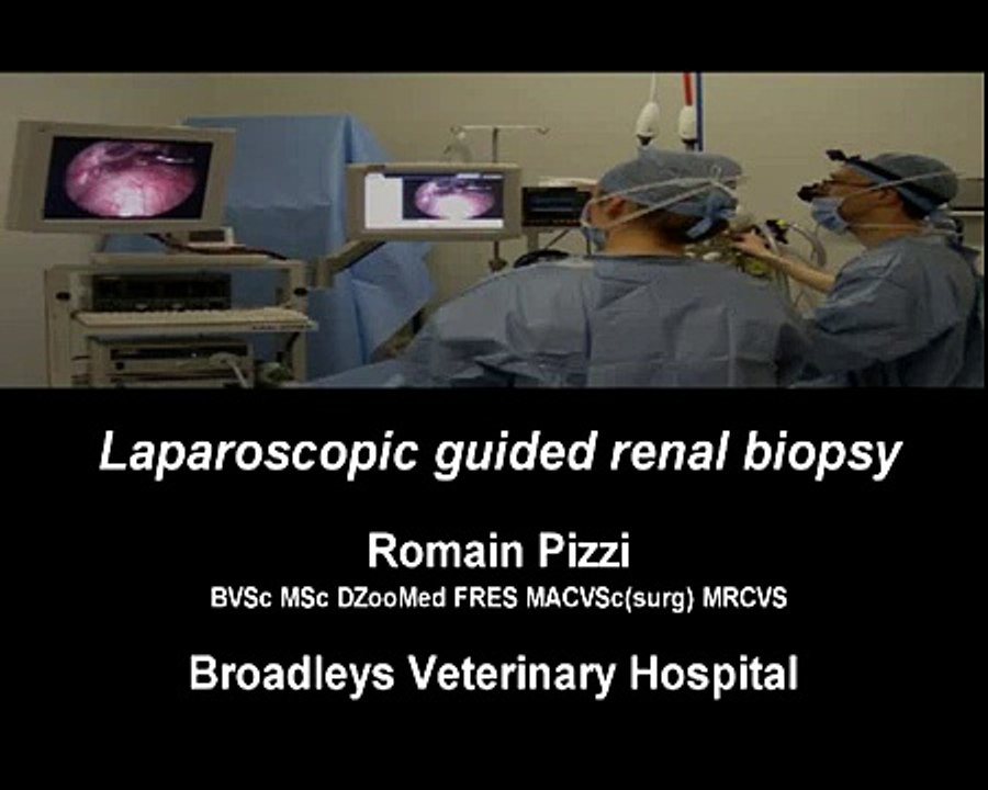 Laparoscopic guided kidney biopsy in a dog