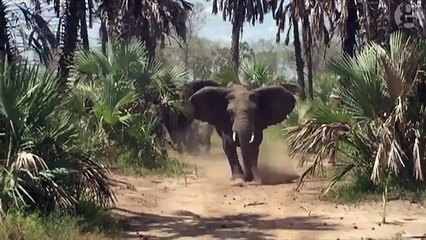 Elephants charge towards US senator in Mozambique