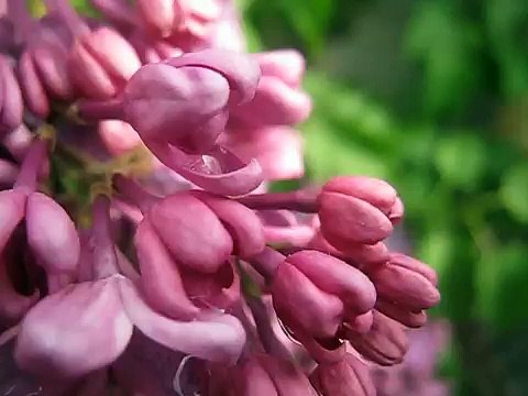 как выглядит цветок сирени-