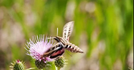HUMMING BIRD MOTH DOCUMENTARY