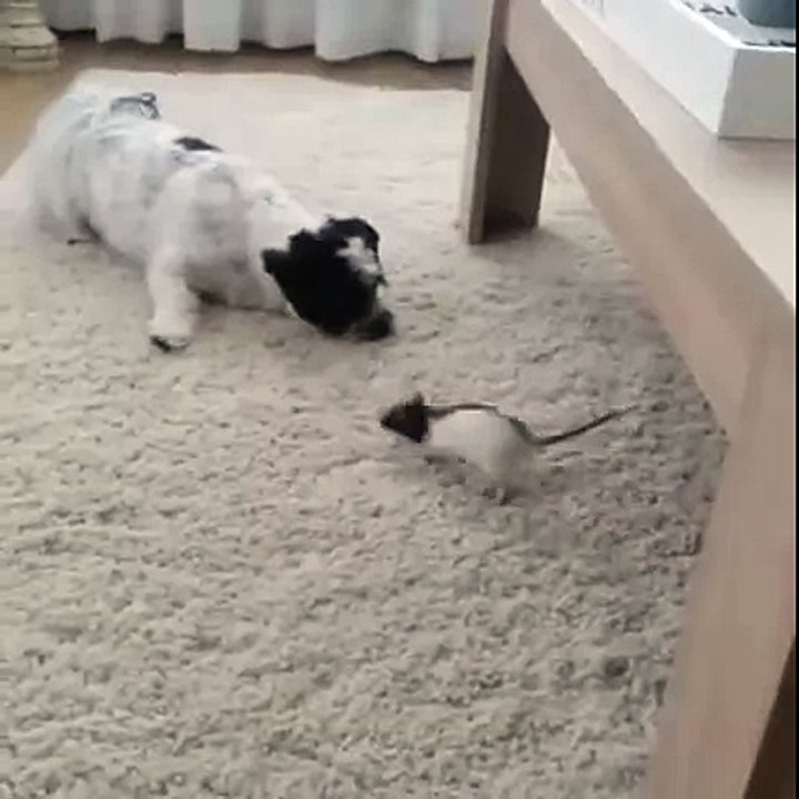 A most unlikely friendship...