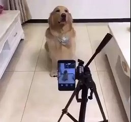 A dog smiles on command for the camera...