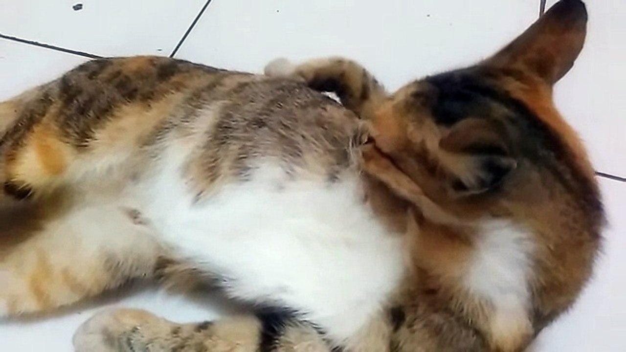 Funny Cat a Bath at Home (Si Belang 3) - Exclusive Personal Collection