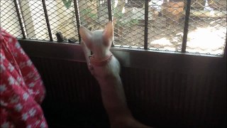 Funny cat video- Juno the Cat in love