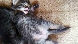 Funny Cats Compilation 2015 - Funny cat videos - Funny animals 9