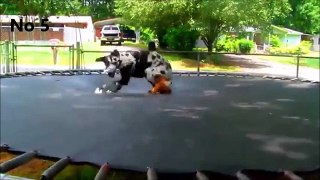Top 10 Funny dogs on trampolines