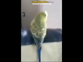 Gel Beni Al - Muhabbet Kuşu Versiyon