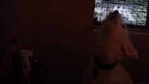 Dog howls to theme song of Spongebob Square Pants