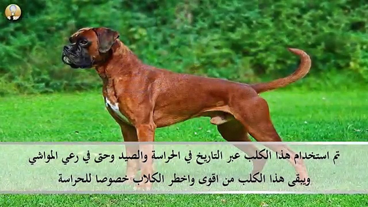 اخطر 10 كلاب في العالم