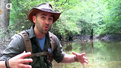 Lair of the Alligator Snapping Turtle - Dragon Tails Episode 6