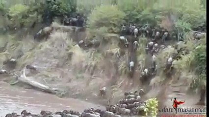 animals they do not care their selves