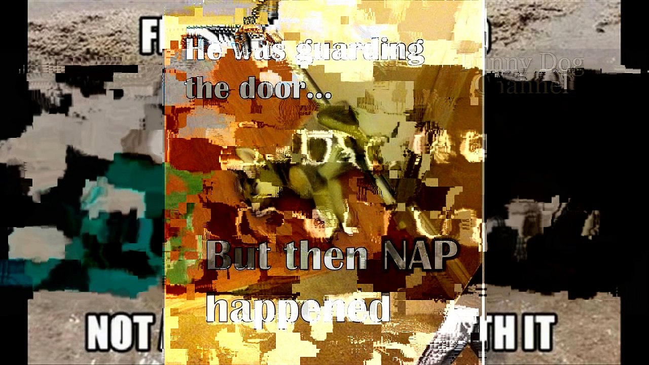 Funny Dog Compilation try not to laugh ever seen funny dog 2015 part 6