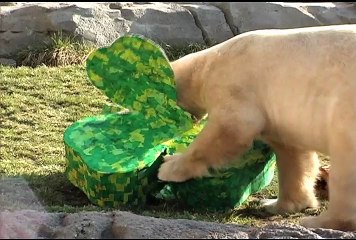 Animals at Brookfield Zoo Enjoy Shamrock-Shaped Treats